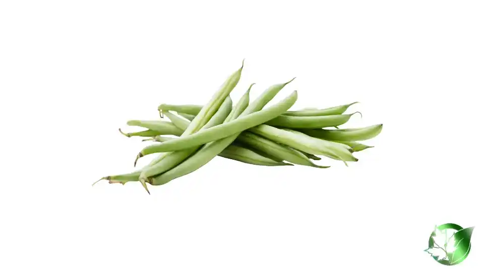 Bulk Frozen Green Beans | Suppliers | Wholesale | ParsaFood Global